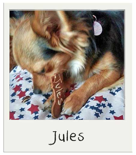 Jules et notre coffret cadeau pour chien Caroube